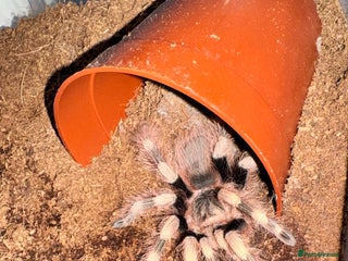 Tarantulas invertebrates for sale - Advert 1