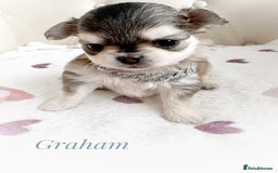 Chihuahua dogs for sale: KC rare husky marking chihuahua puppies Thai lines - Image 1