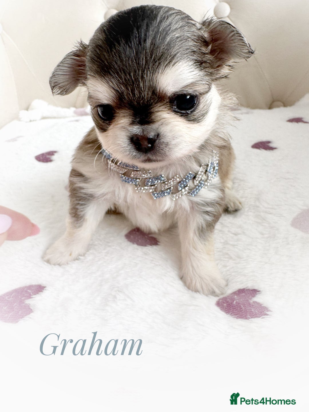 Chihuahua dogs for sale: KC rare husky marking chihuahua puppies Thai lines - Image 1