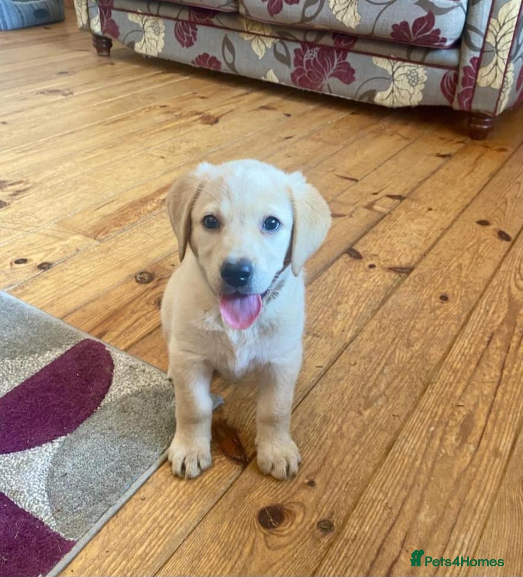Labrador Retriever dogs for sale: Labrador puppies - Image 5