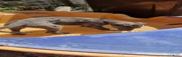 Whippet dogs for sale: Whippet puppies for sale - Advert 20