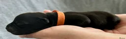 Staffordshire Bull Terrier dogs for sale: KC Black Staffordshire Bull Terrier  - Advert 5