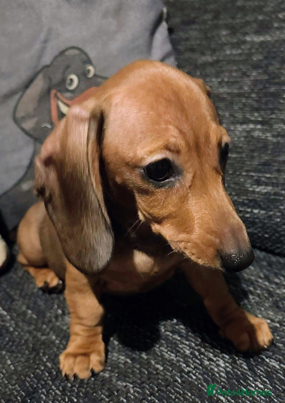 Miniature Dachshund dogs KC registered  PRA clear girls READY TO LEAVE  - Advert 1