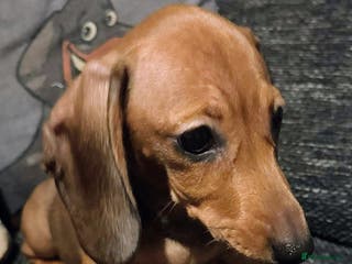 Miniature Dachshund dogs KC registered PRA clear girls READY TO LEAVE - Advert 1