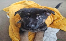German Shepherd dogs for sale: BEAUTIFUL GERMAN SHEPHERD PUPS READY NOW - Image 16