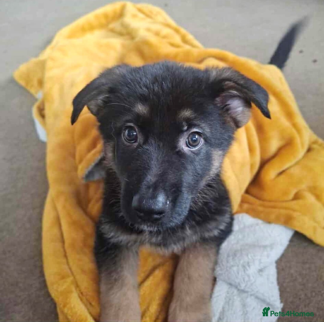 German Shepherd dogs for sale: BEAUTIFUL GERMAN SHEPHERD PUPS READY NOW - Image 16