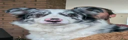Border Collie dogs for sale: Border collie slate merle and blue or lilac pups in Grantham - Advert 20