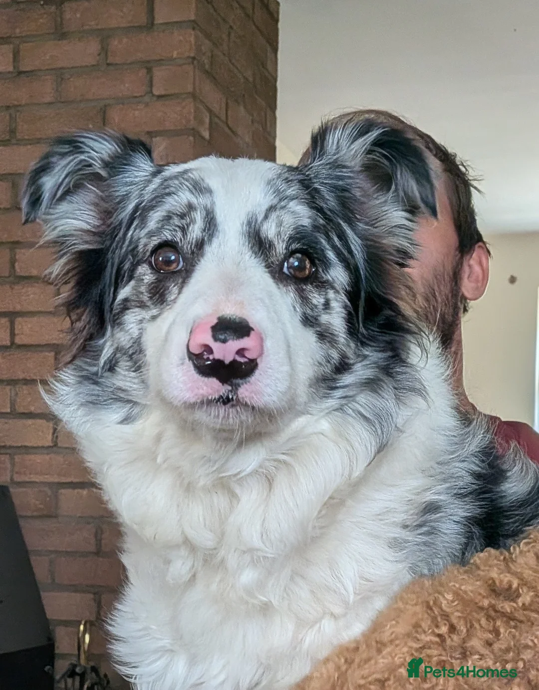 Border Collie dogs for sale: Border collie slate merle and blue or lilac pups in Grantham - Advert 20