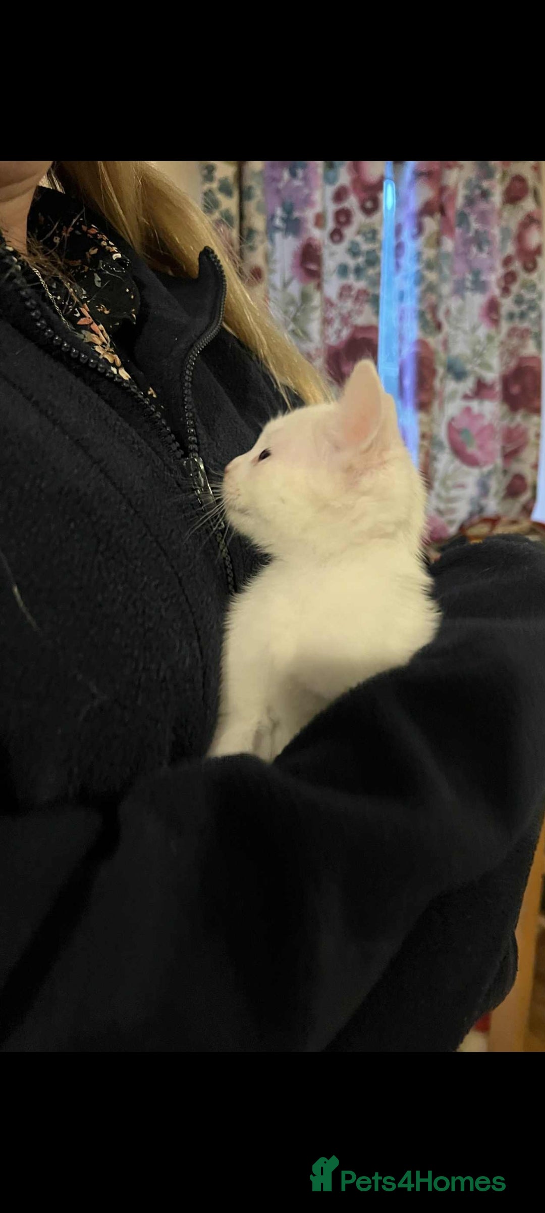 Mixed Breed cats for sale: Kitten for sale - Image 2