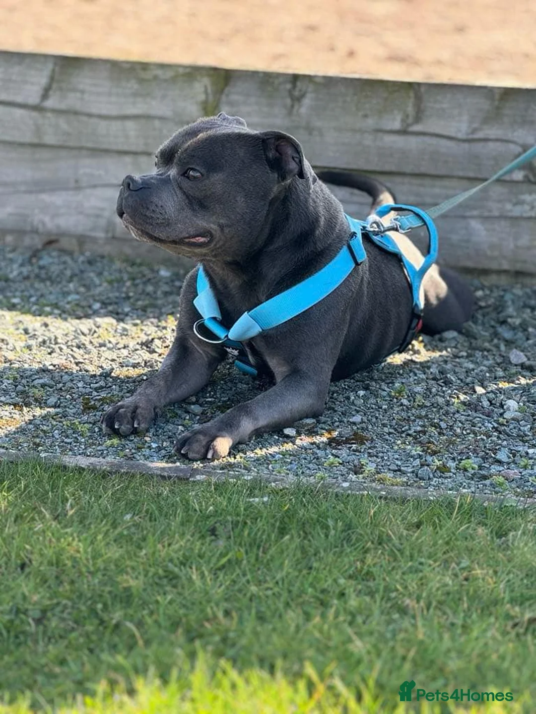 Staffordshire Bull Terrier dogs for stud: EXCEPTIONAL STUD. (litter brother to boss)  in Crewe - Advert 6