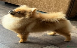 Pomeranian dogs for sale: Kc Orange Sable Pomeranian  - Image 2