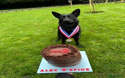 German Shepherd dogs for sale: READY NOW - Image 7
