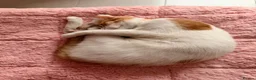 Mixed Breed cats for adoption: Tiny Tuna needs a playful home  - Advert 4