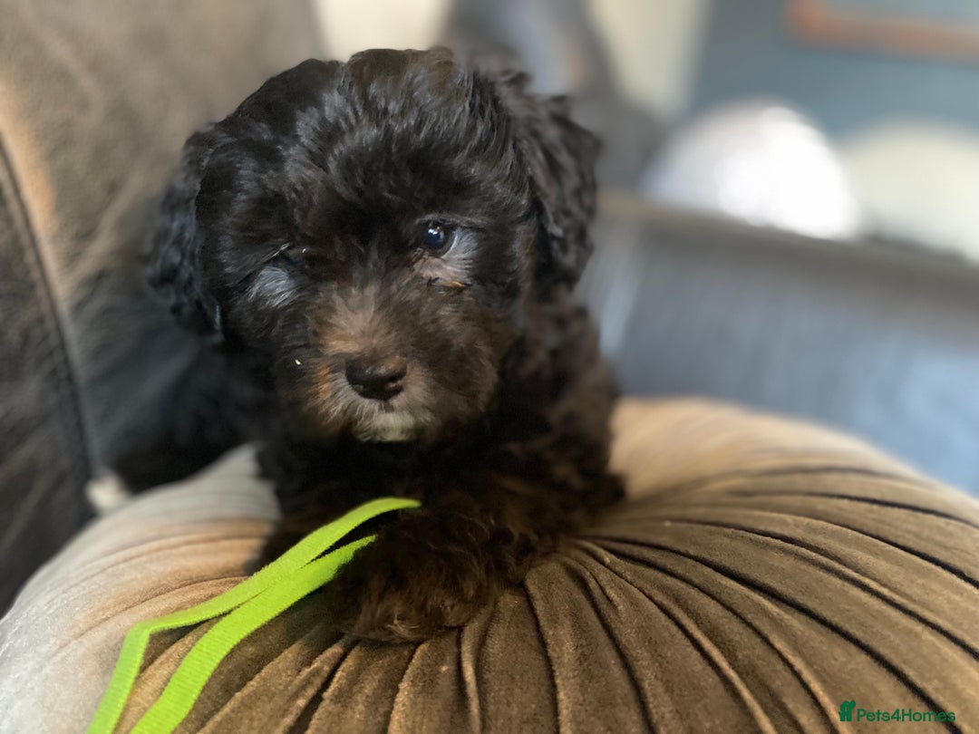 Shihpoo dogs for sale: Adorable F1 ShihPoo puppies in Faversham - Image 18