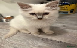 Ragdoll cats for sale: 2 Loving Ragdoll males - Image 10