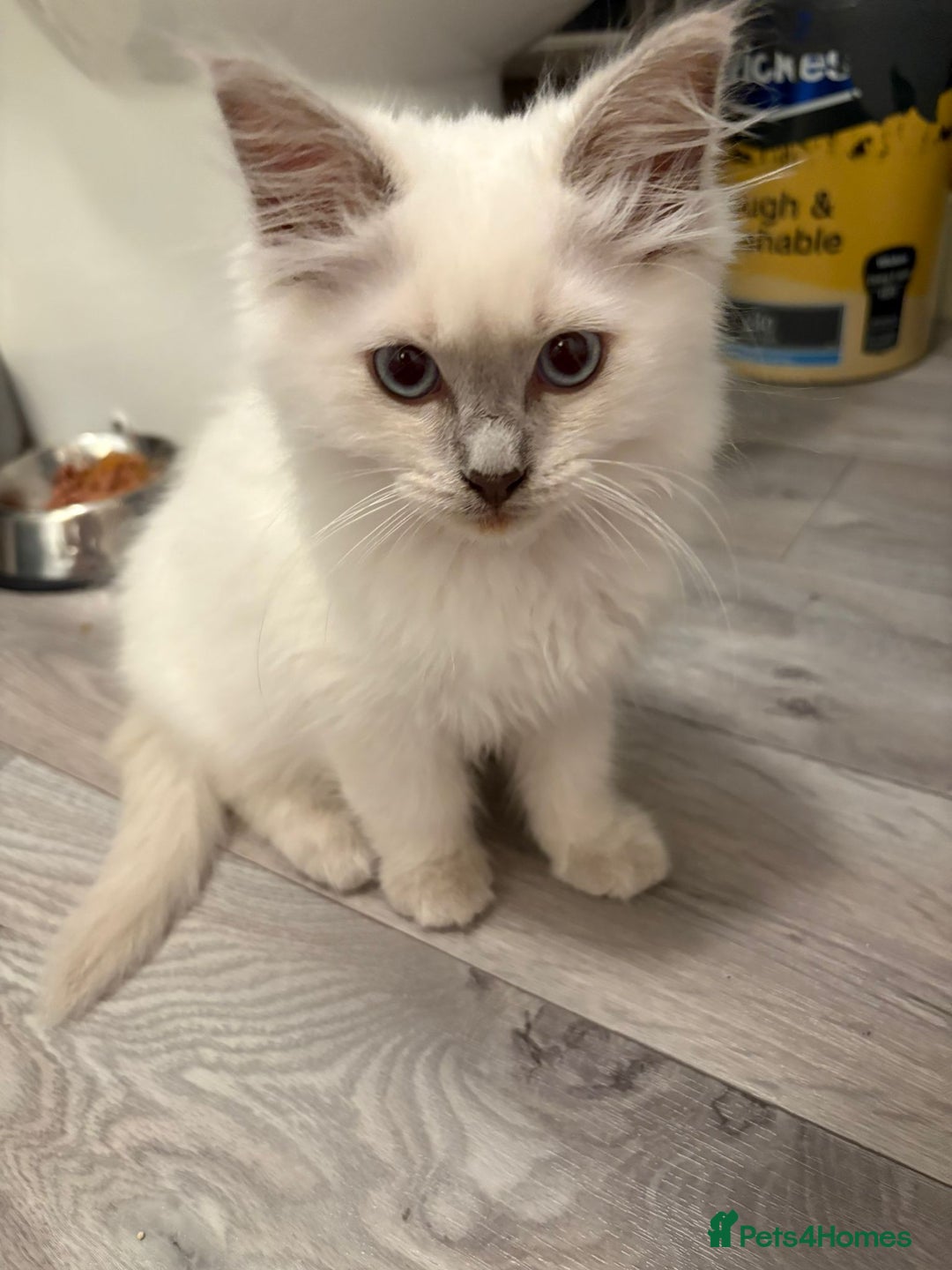 Ragdoll cats for sale: 2 Loving Ragdoll males - Image 10