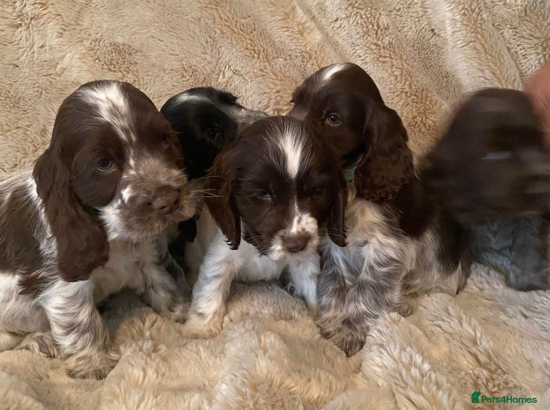 Cocker Spaniel dogs for sale: Adorable Show Cocker Puppies - Image 17