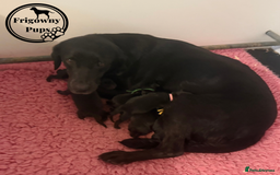 Labrador Retriever dogs for sale: *Ready Now* Quality Black Labradors  - Image 14