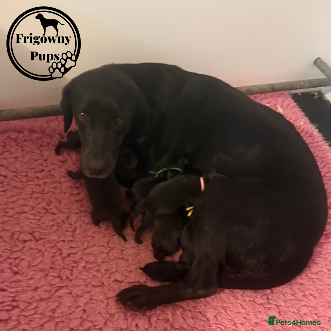 Labrador Retriever dogs for sale: *Ready Now* Quality Black Labradors  - Image 14
