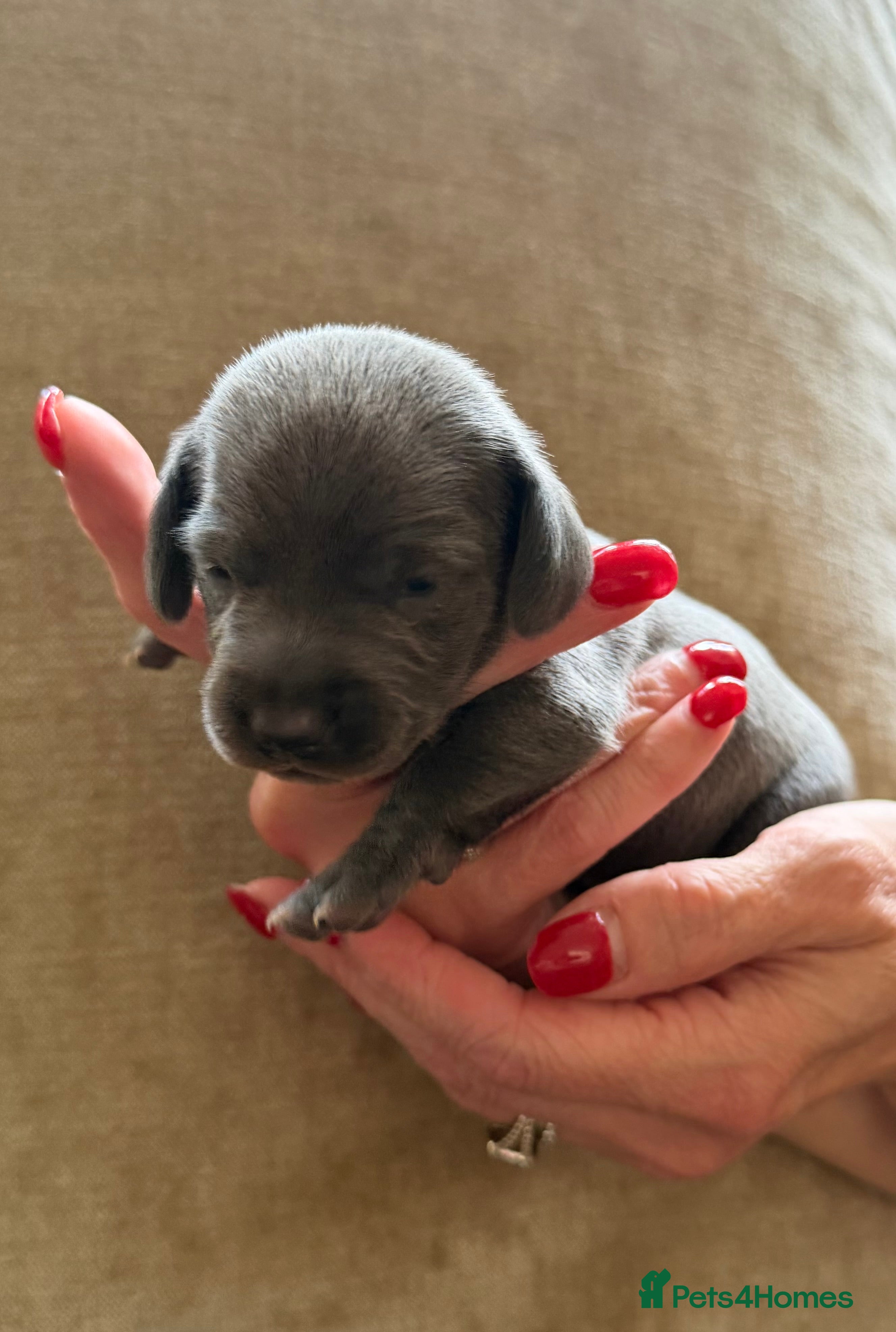 Miniature Dachshund dogs Rare Solid Blue & Solid Black KC Reg Mini Daxies - Advert 2