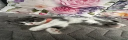 Scottish Fold cats for sale: Scottish fold and British shorthair kittens in Slough - Advert 13