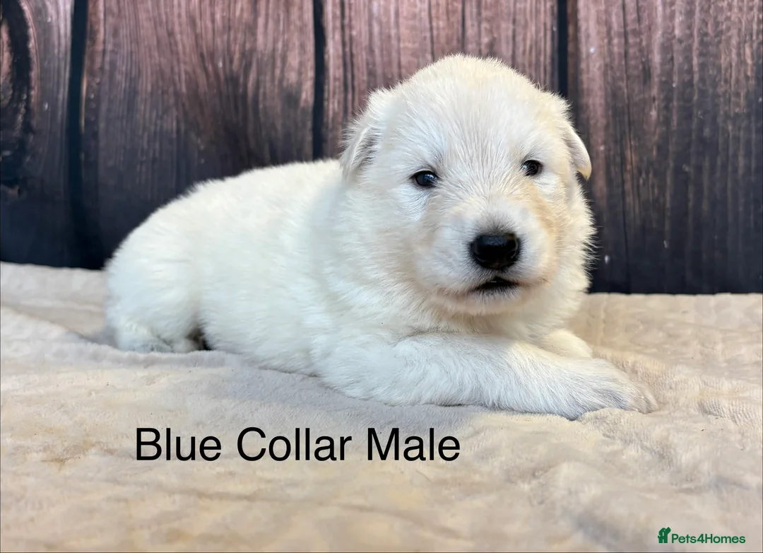 Mixed Breed dogs for sale: KC White Swiss Shepherd X KC German Shepherd Pups - Advert 3
