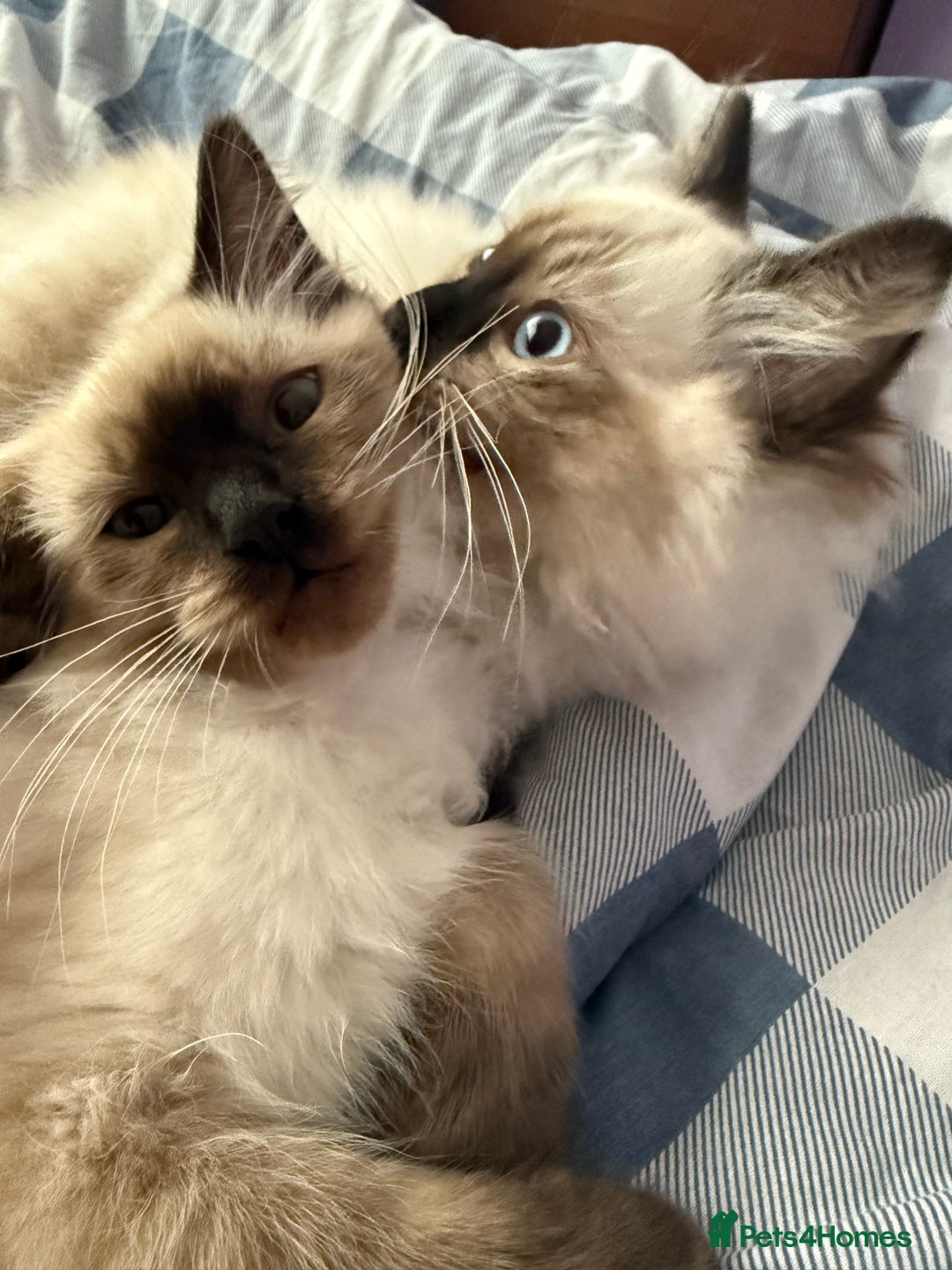 Ragdoll cats for sale: Ragdoll - Image 10