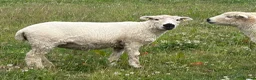 Sheep livestock for sale: 3 x pedigree greyface dartmoor shearling ewes in Winkleigh - Advert 1