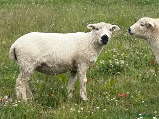 Sheep livestock 3 x pedigree greyface dartmoor shearling ewes - Advert 4