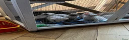 Siamese cats for sale: 🐾 Gorgeous Siamese Kittens 🐾 - Advert 3