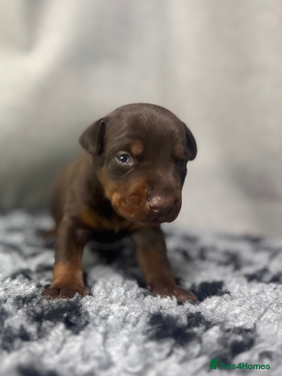 Dobermann dogs for sale: Top quality doberman  - Advert 4