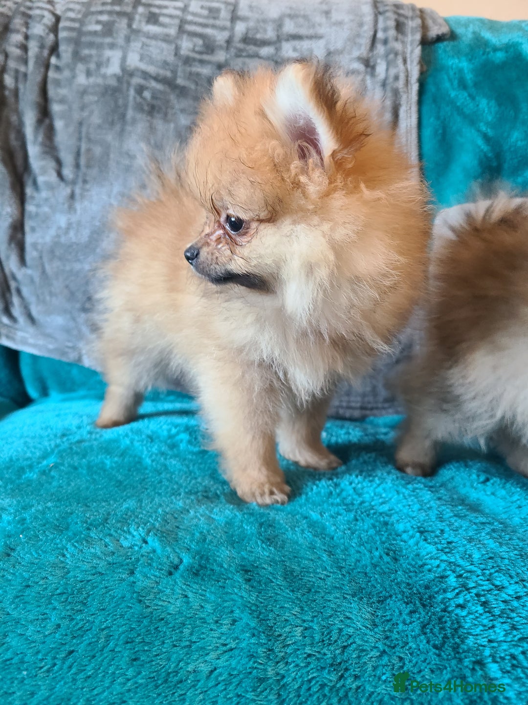 Pomeranian dogs for sale: Pomeranian puppies ready now 1 male left! - Advert 21
