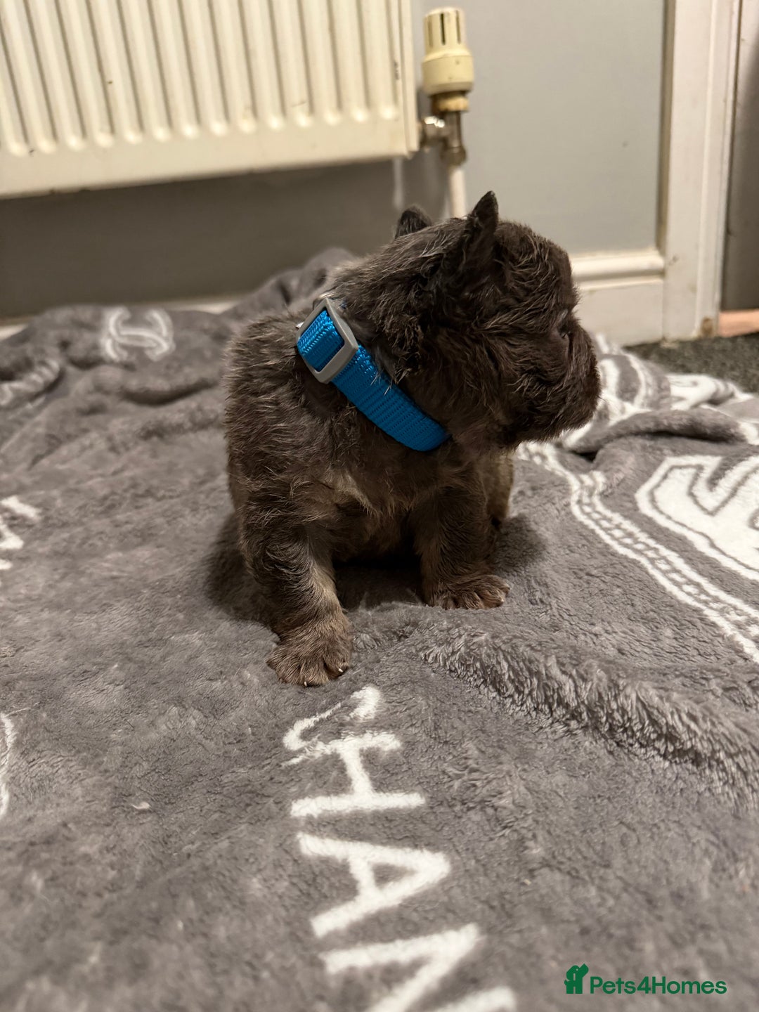 French Bulldog dogs for sale: French bulldog - Advert 1