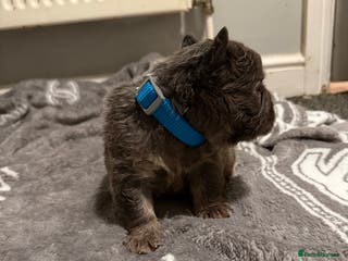 French Bulldog dogs French bulldog - Advert 3