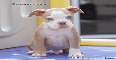 Old Tyme Bulldog dogs - Advert 15