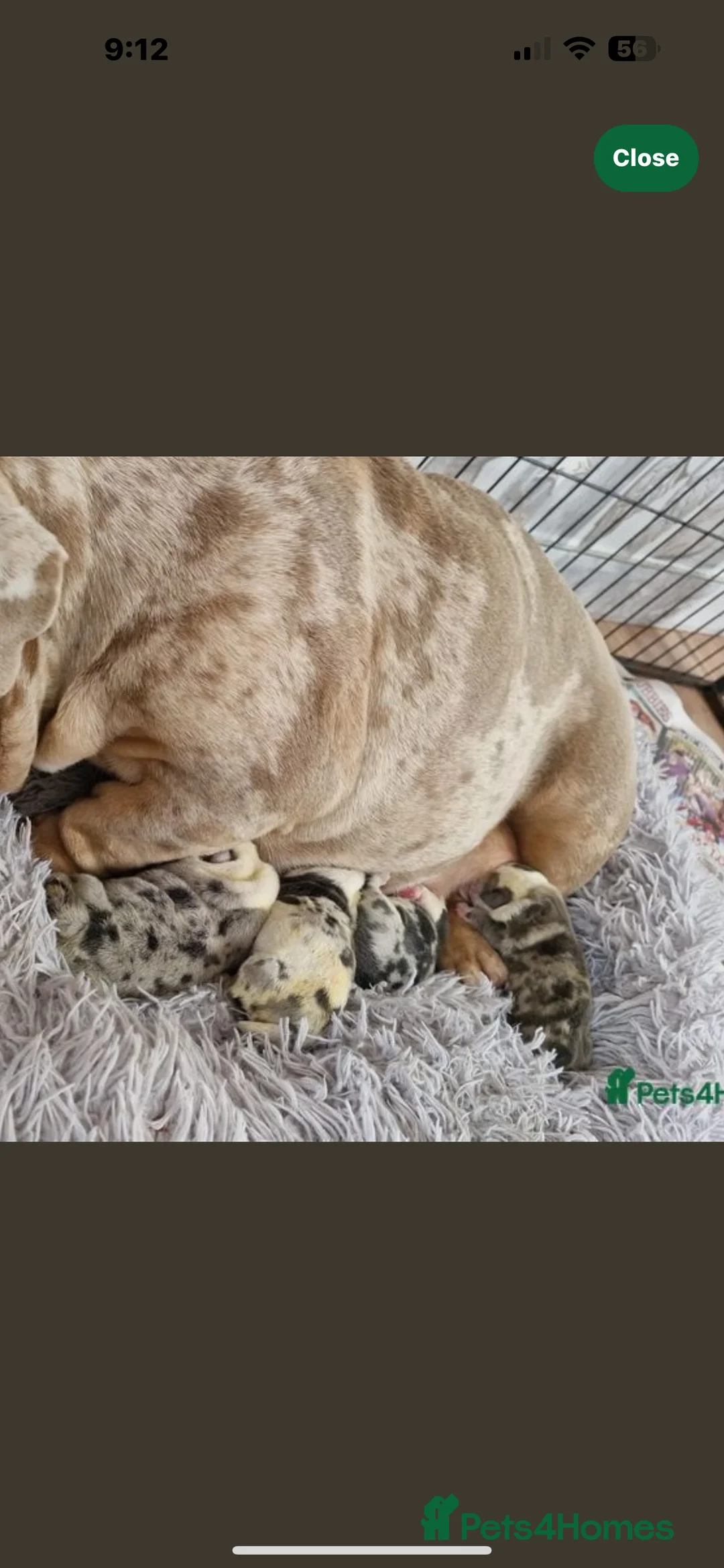 English Bulldog dogs for stud: PROVEN -SHRINKABULLS bloodline.  in Coventry - Advert 12