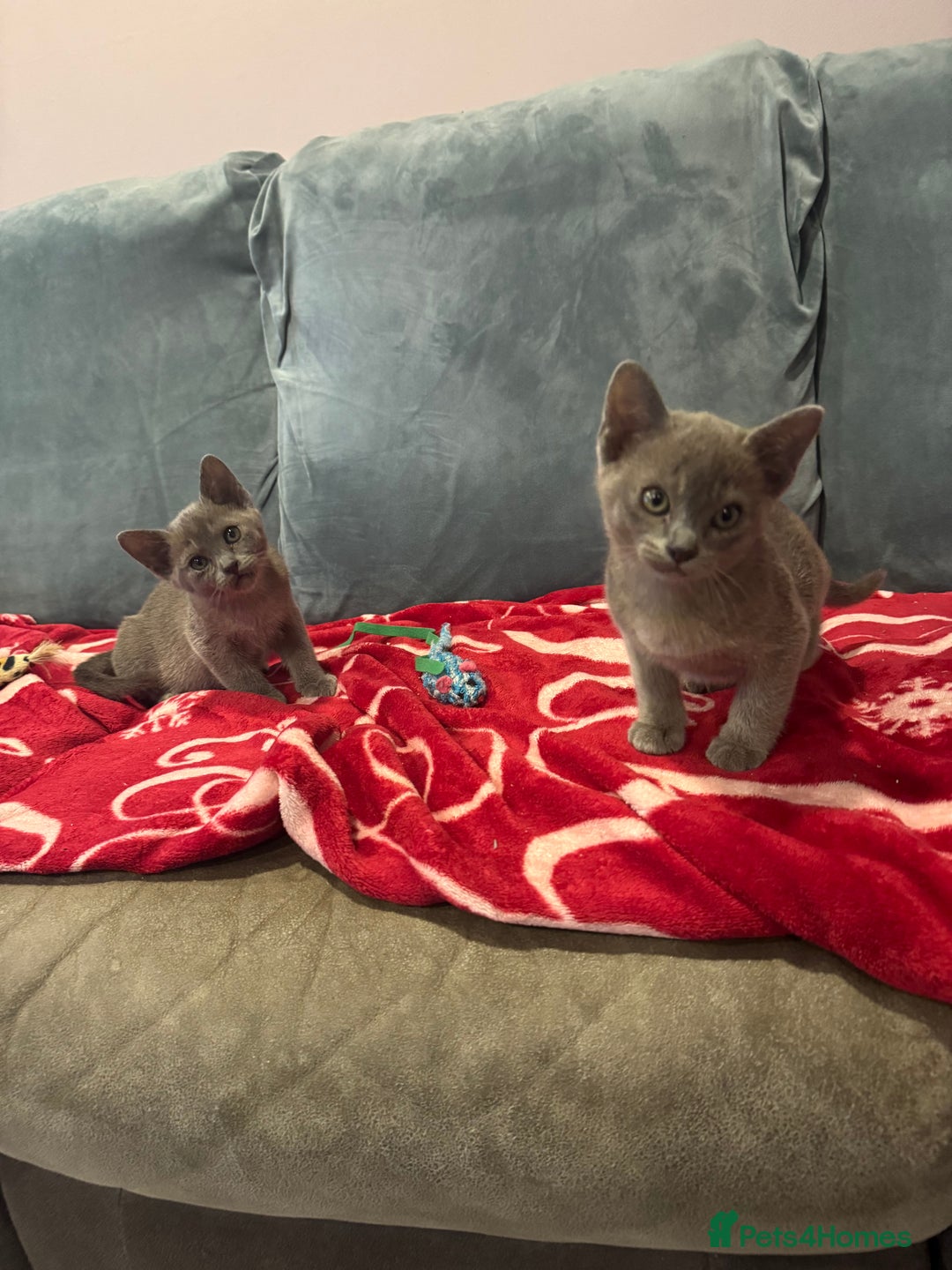 Burmese cats for sale: Burmese kittens  - Advert 6