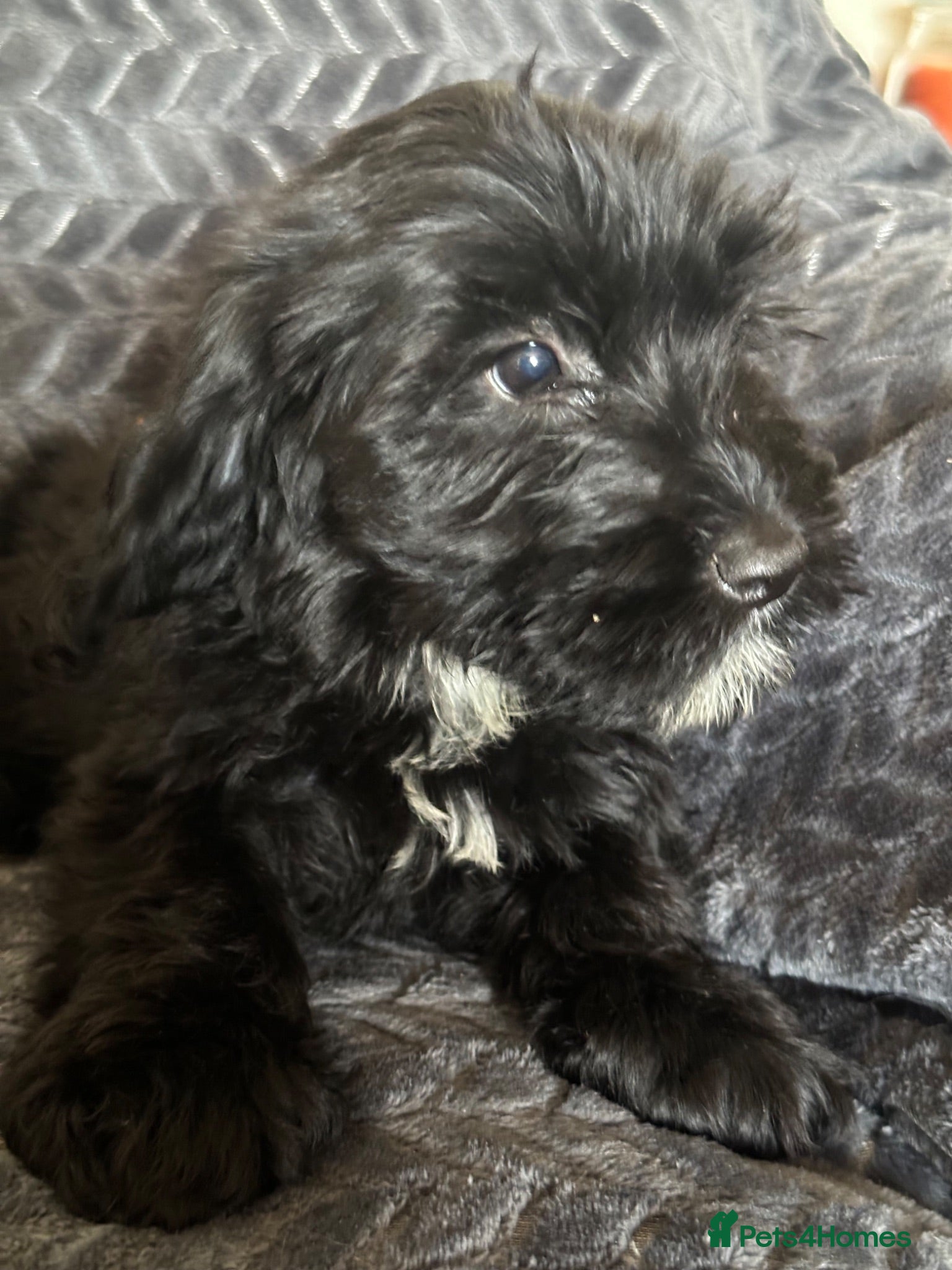 Cockapoo dogs Fluffy cockapoos looking for forever home 2 left ! - Advert 14
