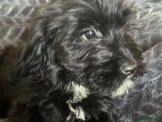 Cockapoo dogs Fluffy cockapoos looking for forever home 2 left ! - Advert 14