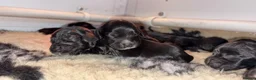 Cocker Spaniel dogs for sale: Real true show type puppies.  - Advert 4