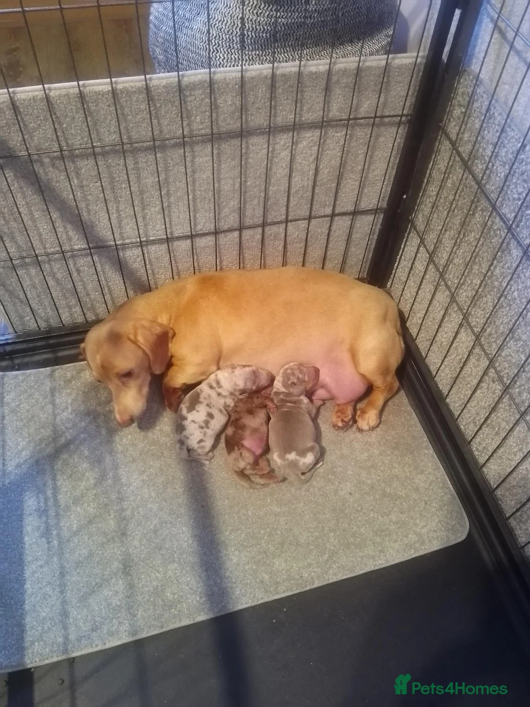 Miniature Dachshund dogs for sale: Miniature dachshund pups - Advert 9