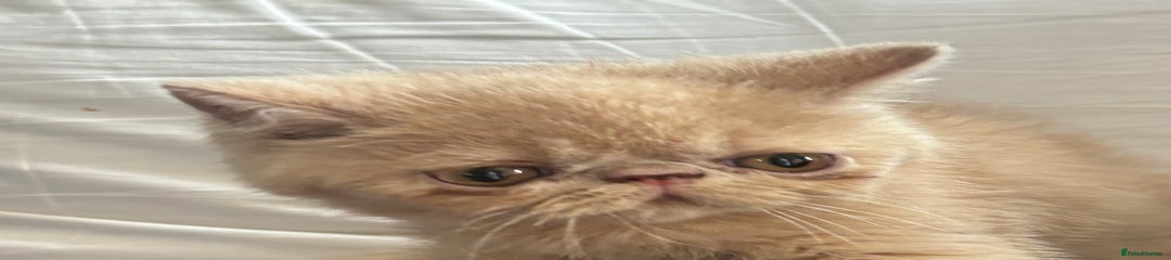 Exotic Kitten 2