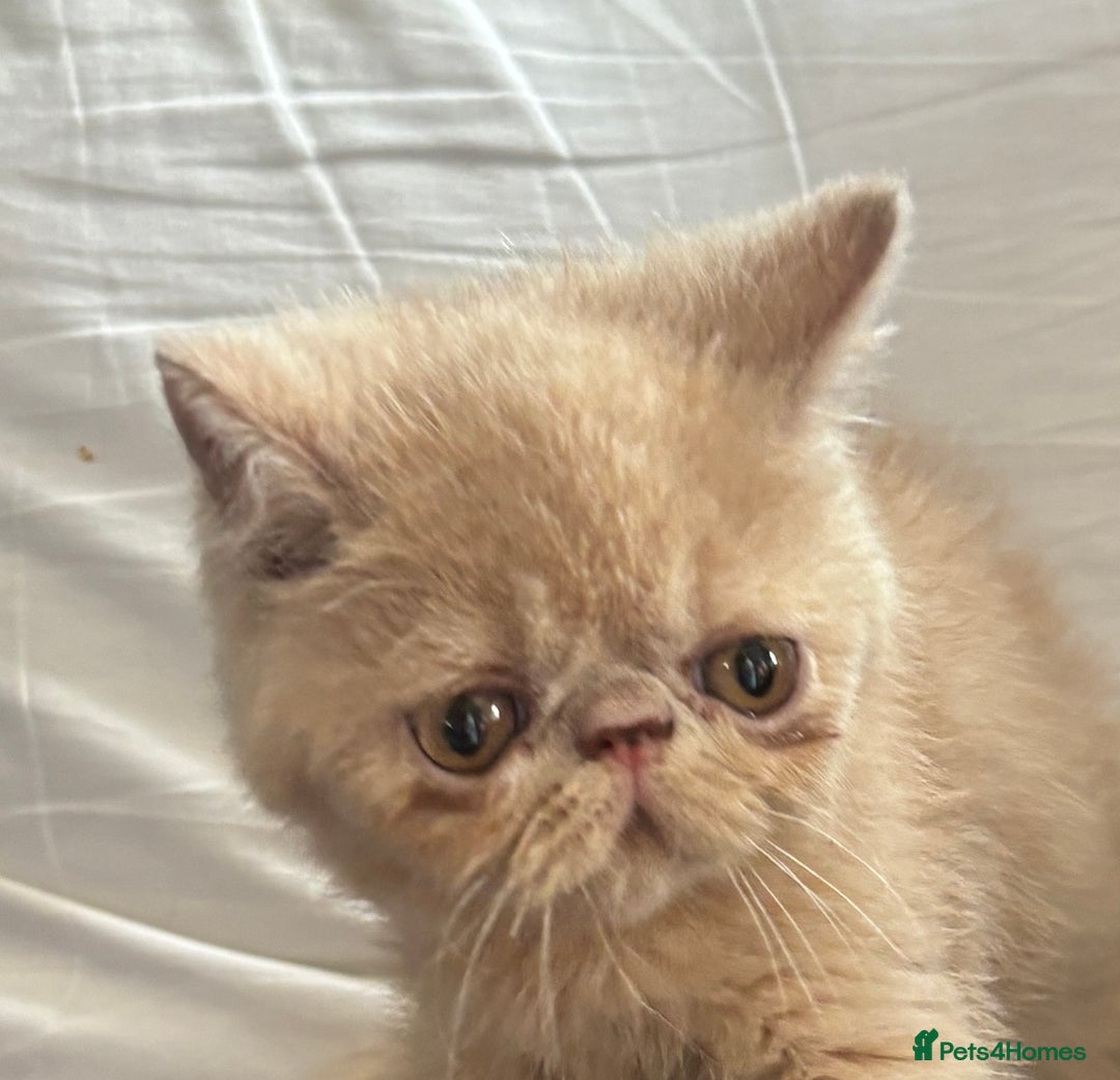 Exotic cats for sale: Exotic kiittens - Image 3