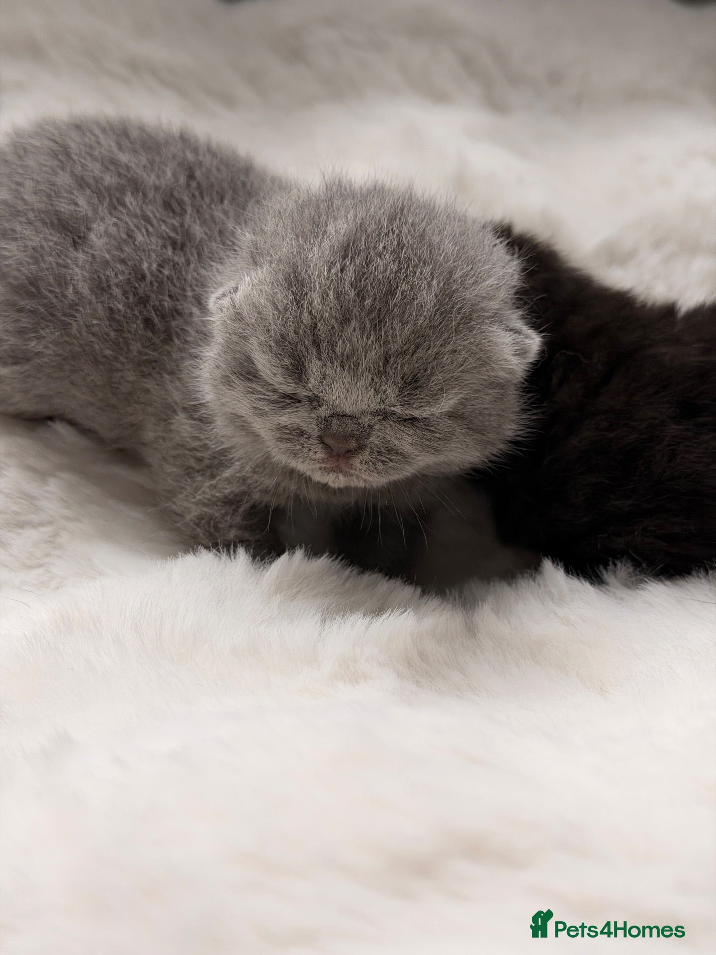 British Shorthair cats 🏆Champions line🏆BSH Kittens Tica reg  - Advert 2