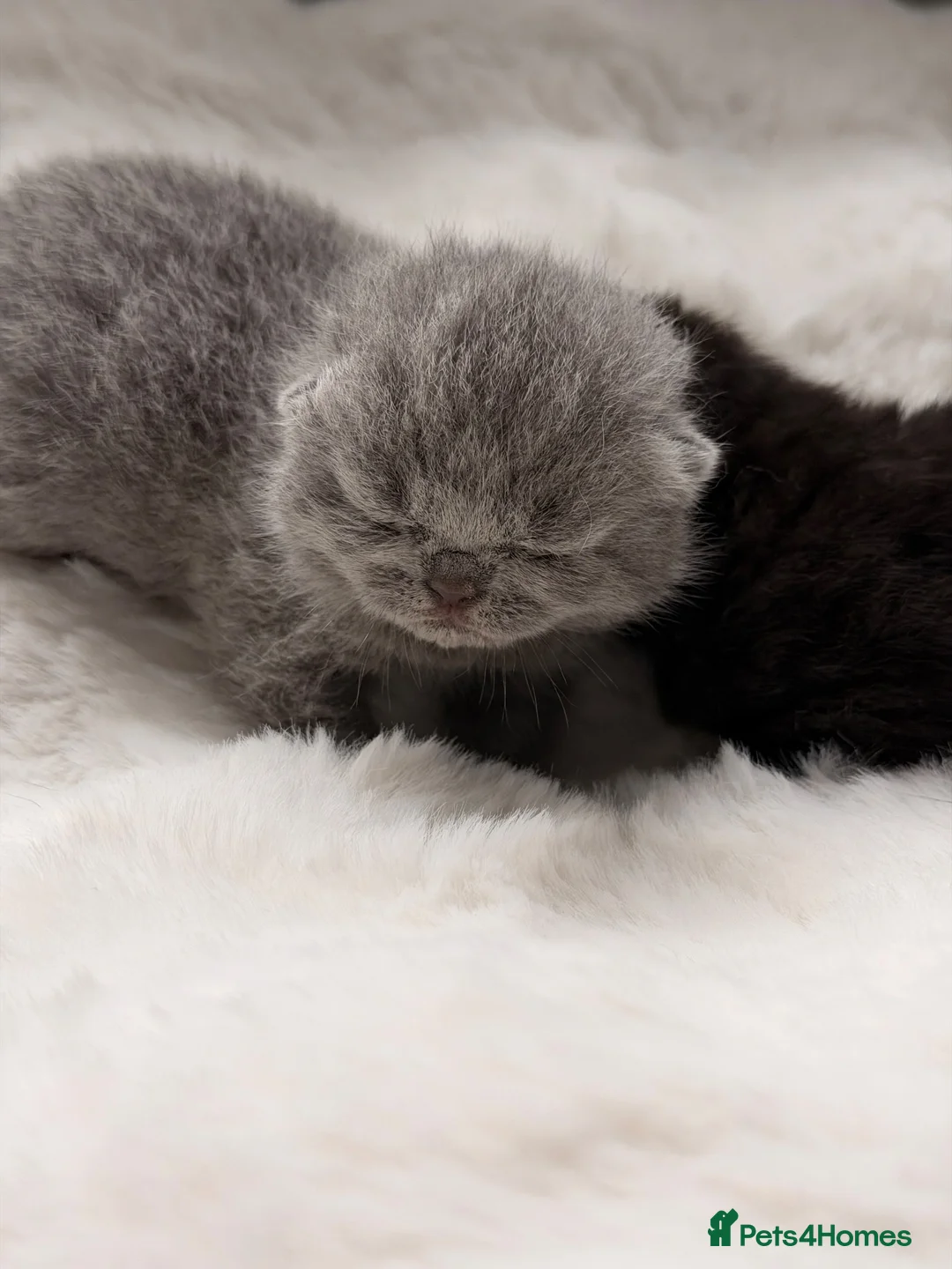 British Shorthair cats for sale: 🏆Champions line🏆BSH Kittens Tica reg  - Advert 2