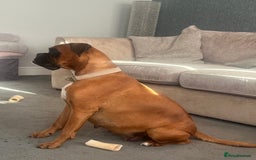 Boxer dogs for sale: Beautiful Boxer Puppies  🐾 - Image 4