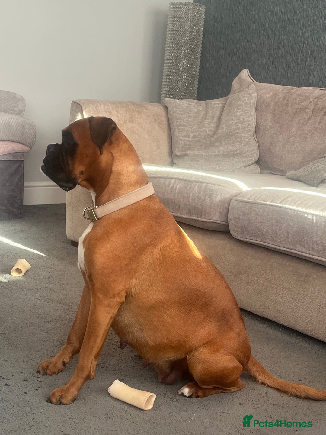Boxer dogs for sale: Beautiful Boxer Puppies  🐾 - Image 4