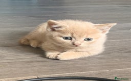 British Shorthair cats for sale: British shorthair kittens  - Image 4