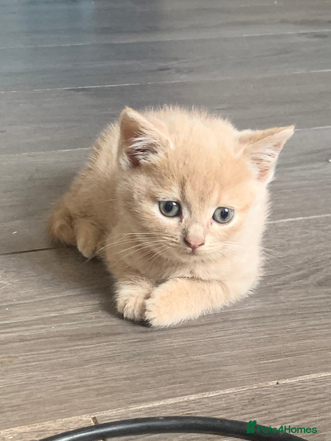 British Shorthair cats for sale: British shorthair kittens  - Image 4