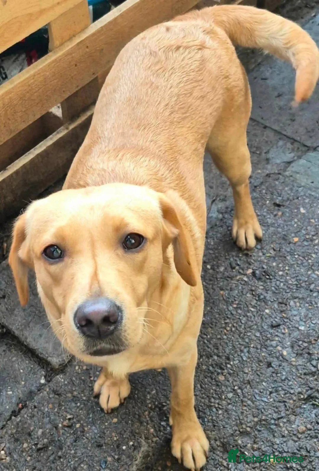 Labrador Retriever dogs for sale: Molly - yellow lab - Advert 2